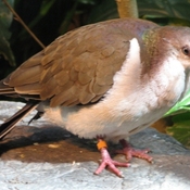 Caribbean Dove